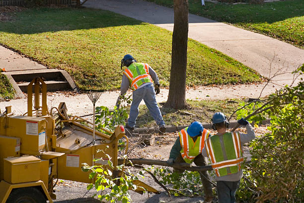 Best Hazardous Tree Removal  in Woodburn, VA